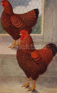 350 Kč GEN Pohlednice DRŮBEŽ, GEN145155