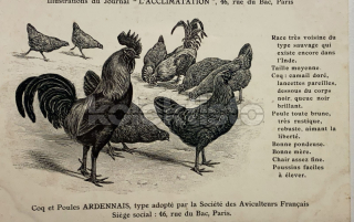 400 Kč GEN Pohlednice DRŮBEŽ, GEN145167