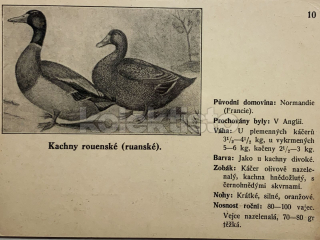 400 Kč GEN Pohlednice DRŮBEŽ, GEN145168