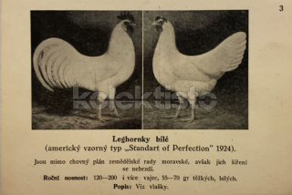 400 Kč GEN Pohlednice DRŮBEŽ, GEN145169