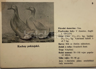 400 Kč GEN Pohlednice DRŮBEŽ, GEN145170