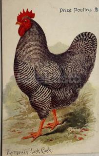 400 Kč GEN Pohlednice DRŮBEŽ, GEN145175