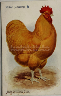 400 Kč GEN Pohlednice DRŮBEŽ, GEN145176