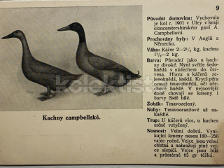 400 Kč GEN Pohlednice DRŮBEŽ, GEN145177