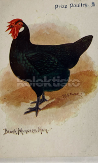 400 Kč GEN Pohlednice DRŮBEŽ, GEN145178