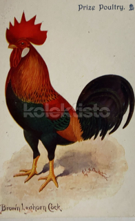 400 Kč GEN Pohlednice DRŮBEŽ, GEN145179