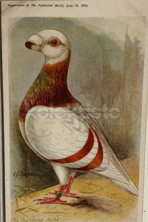 200 Kč GEN Pohlednice HOLUBI, GEN145192