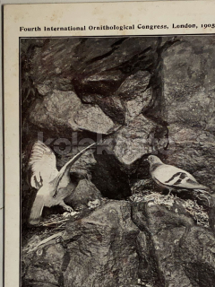 300 Kč GEN Pohlednice HOLUBI, GEN145193