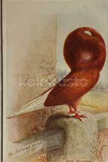 300 Kč GEN Pohlednice HOLUBI, GEN145194