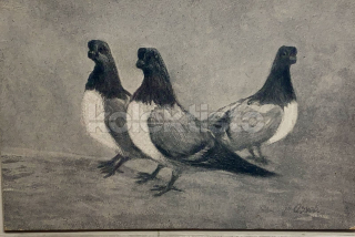 350 Kč GEN Pohlednice HOLUBI, GEN145197