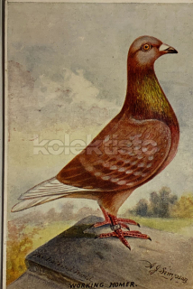 400 Kč GEN Pohlednice HOLUBI, GEN145201