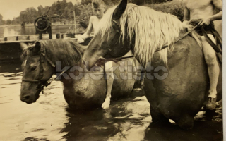 100 Kč GEN Pohlednice KONĚ FOTO, GEN145212