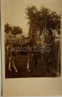 100 Kč GEN Pohlednice KONĚ FOTO, GEN145214