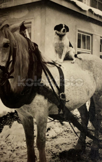 100 Kč GEN Pohlednice KONĚ FOTO, GEN145237