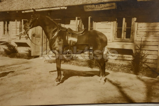 150 Kč GEN Pohlednice KONĚ FOTO, GEN145240