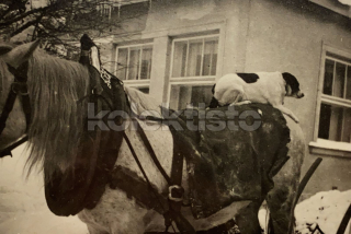 150 Kč GEN Pohlednice KONĚ FOTO, GEN145241