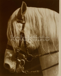 150 Kč GEN Pohlednice KONĚ FOTO, GEN145242