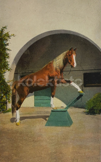 200 Kč GEN Pohlednice KONĚ FOTO, GEN145245