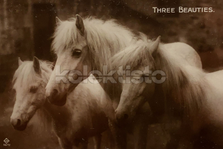 200 Kč GEN Pohlednice KONĚ FOTO, GEN145255