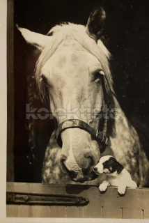 200 Kč GEN Pohlednice KONĚ FOTO, GEN145258