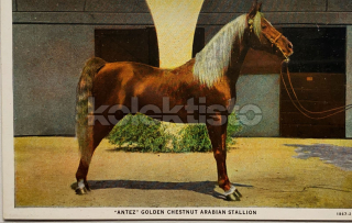 250 Kč GEN Pohlednice KONĚ FOTO, GEN145263