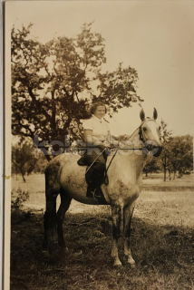 300 Kč GEN Pohlednice KONĚ FOTO, GEN145267