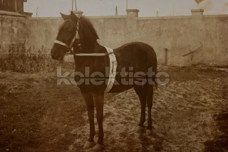 300 Kč GEN Pohlednice KONĚ FOTO, GEN145269