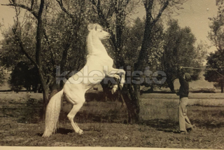 300 Kč GEN Pohlednice KONĚ FOTO, GEN145272