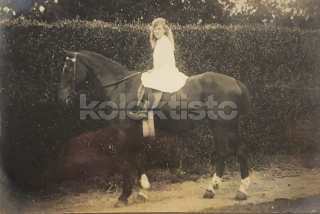 300 Kč GEN Pohlednice KONĚ FOTO, GEN145278