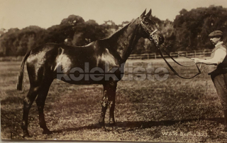 300 Kč GEN Pohlednice KONĚ FOTO, GEN145281