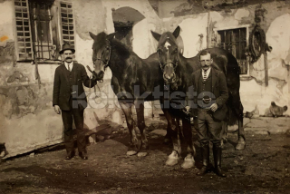 350 Kč GEN Pohlednice KONĚ FOTO, GEN145284