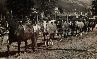 350 Kč GEN Pohlednice KONĚ FOTO, GEN145288