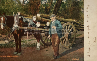 350 Kč GEN Pohlednice KONĚ FOTO, GEN145289