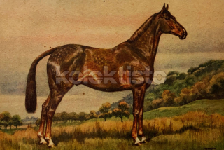 200 Kč GEN Pohlednice KONĚ MALOVANÉ, GEN145316