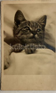 50 Kč GEN Pohlednice KOČKY FOTO, GEN145354