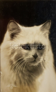 50 Kč GEN Pohlednice KOČKY FOTO, GEN145355