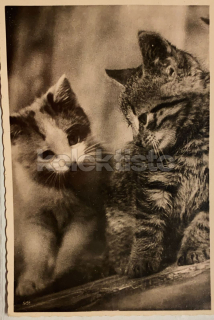 50 Kč GEN Pohlednice KOČKY FOTO, GEN145356