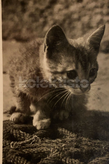 50 Kč GEN Pohlednice KOČKY FOTO, GEN145357