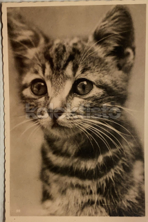 50 Kč GEN Pohlednice KOČKY FOTO, GEN145358
