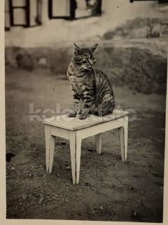 100 Kč GEN Pohlednice KOČKY FOTO, GEN145359
