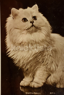 100 Kč GEN Pohlednice KOČKY FOTO, GEN145360