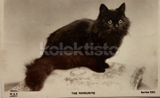100 Kč GEN Pohlednice KOČKY FOTO, GEN145361