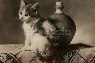 100 Kč GEN Pohlednice KOČKY FOTO, GEN145362