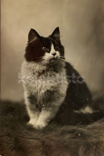 100 Kč GEN Pohlednice KOČKY FOTO, GEN145365