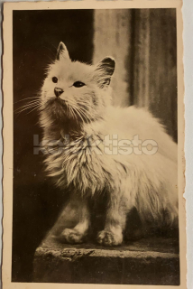 100 Kč GEN Pohlednice KOČKY FOTO, GEN145367
