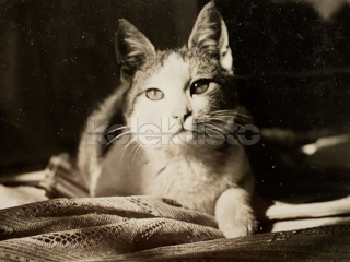 100 Kč GEN Pohlednice KOČKY FOTO, GEN145368