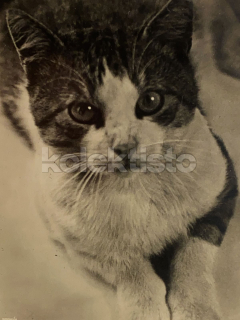 100 Kč GEN Pohlednice KOČKY FOTO, GEN145369