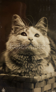 100 Kč GEN Pohlednice KOČKY FOTO, GEN145370
