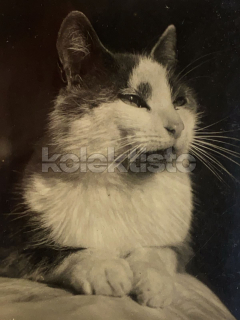 100 Kč GEN Pohlednice KOČKY FOTO, GEN145371