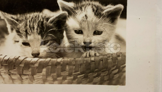 100 Kč GEN Pohlednice KOČKY FOTO, GEN145372